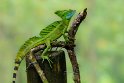 171 Sarapiqui, groene helmbasilisk